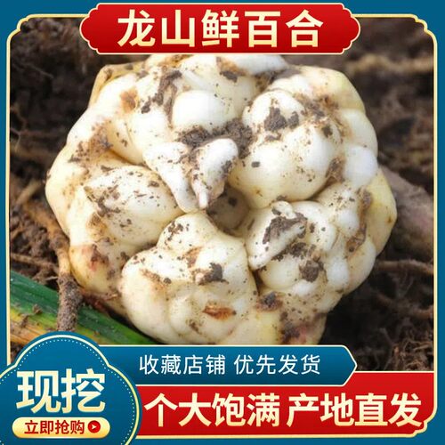 新鲜百合产地直发农家湖南