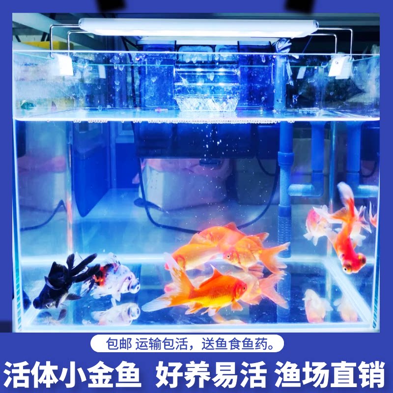 精品狮子头鎏金龙眼观赏鱼耐活金鱼活鱼小金鱼活体鱼苗