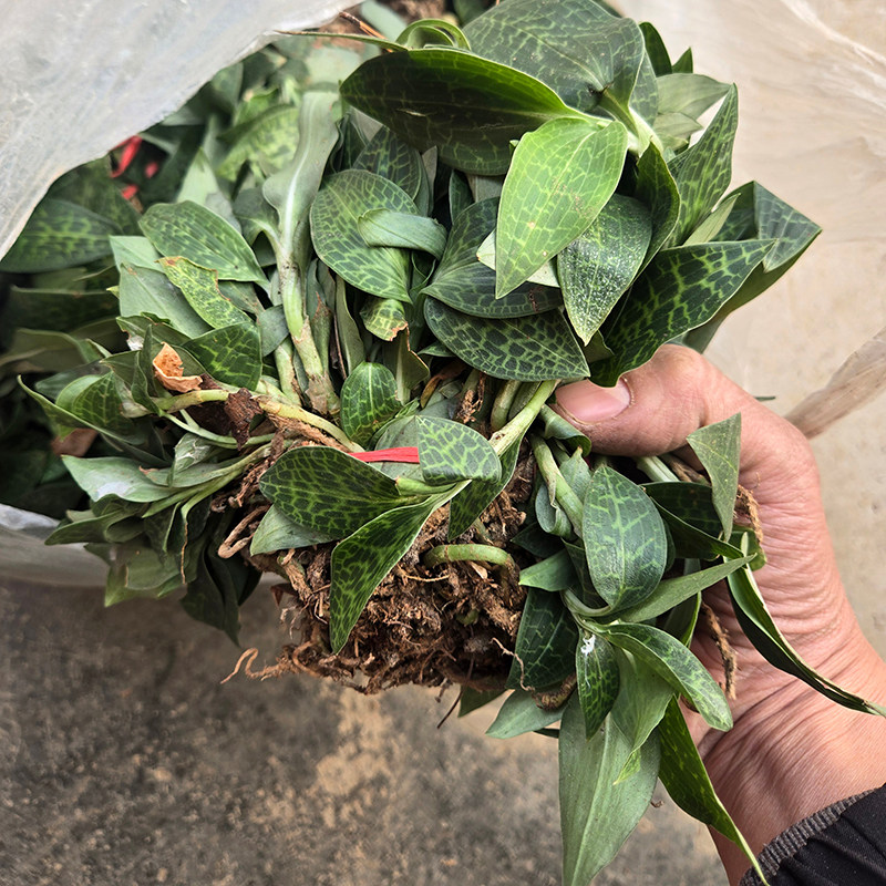 贵州现挖新鲜斑叶兰 肺心草 小叶青 银线莲 小青带跟发货顺丰包邮