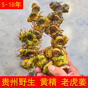 新鲜黄精贵州深山现挖五年以上老虎姜中药材泡茶煲汤泡酒滋补食材