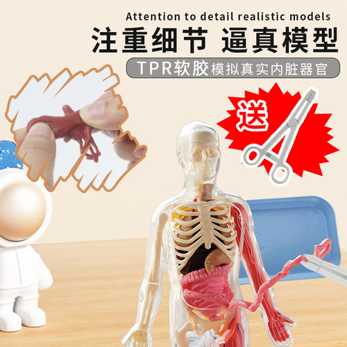 科教前沿学生科学实验 器官解剖模型医学教具DIY益智玩具万圣节