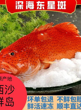 鲜活速冻东星斑礼盒5-10斤