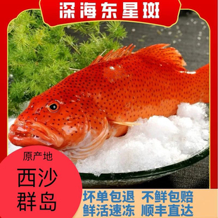 东星斑5-10斤装礼盒鲜活东星斑活鲜速冻石斑鱼海鲜冷链包邮