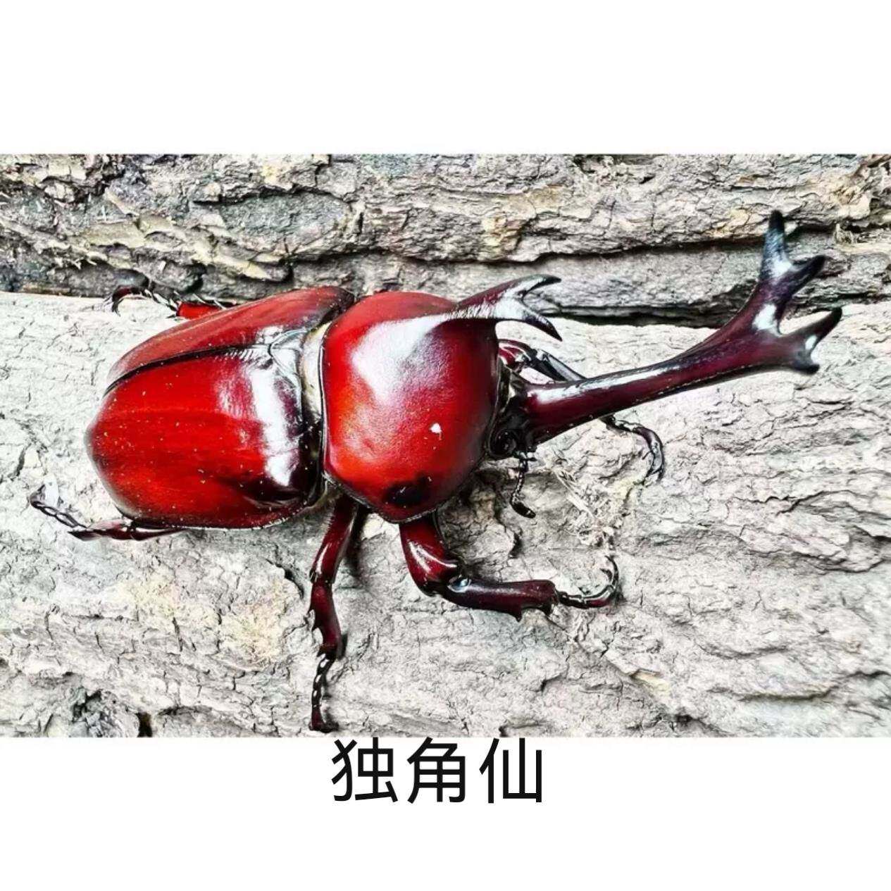 热卖独角仙活体成虫锹甲大兜虫甲虫另类宠物学生活虫双叉犀金龟