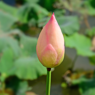 PVC花苞仿真荷花假花苞塑料花骨朵水池装饰造景拍照舞蹈演出道具