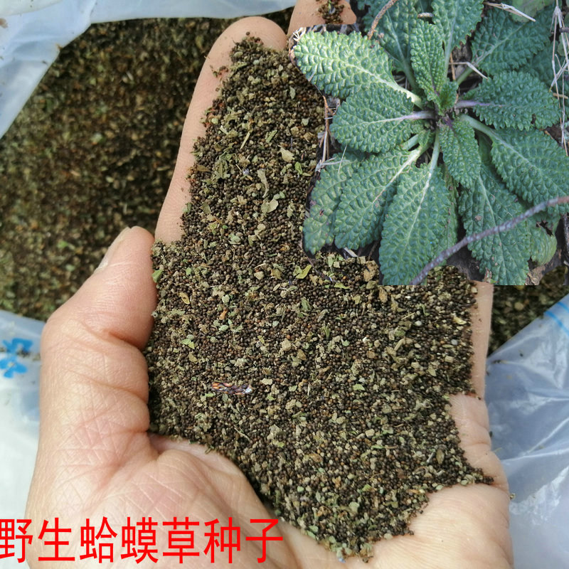 正宗中草药蛤蟆草种子蟾蜍草种子野菜药膳蔬菜籽 1斤装 包邮