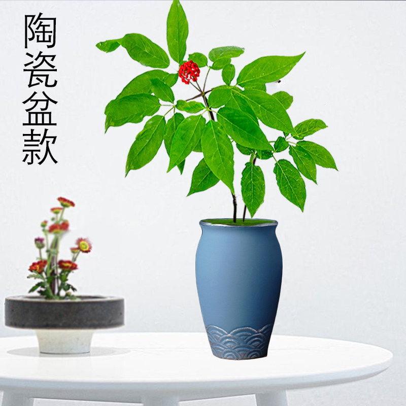 【陶瓷盆款】长白山人参苗盆栽4年东北正宗种植园白野山耐阴室内