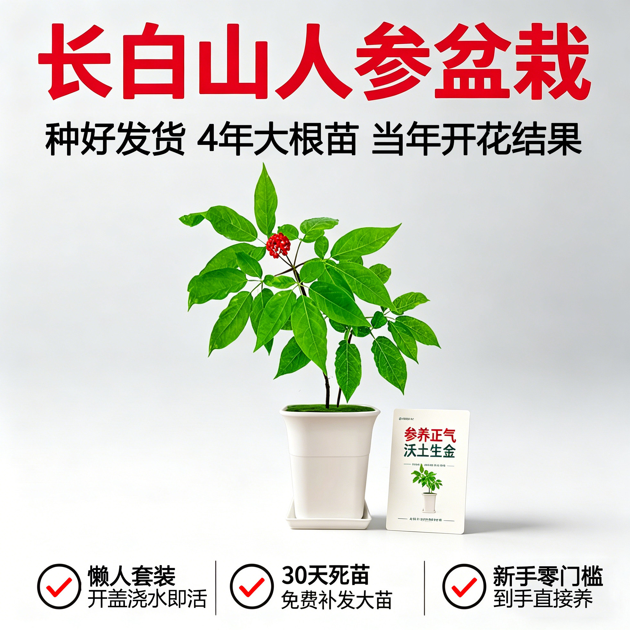 【种好发货】长白山人参盆栽带盆鲜活根苗新手易活室内懒人绿植野