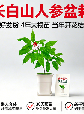 【种好发货】长白山人参盆栽带盆鲜活根苗新手易活室内懒人绿植野