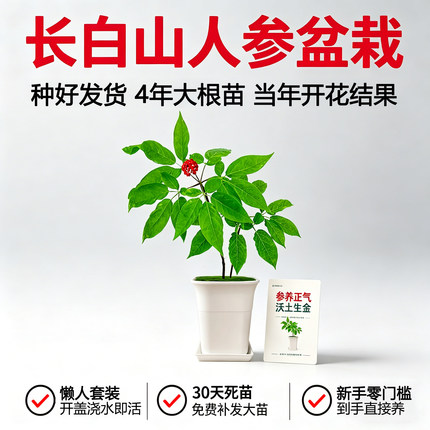 【种好发货】长白山人参盆栽带盆鲜活根苗新手易活室内懒人绿植野