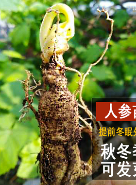 【秋冬季发芽款】人参苗长白山东北种植盆栽野山林园特产鲜活院子