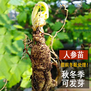 【秋冬季发芽款】人参苗长白山东北种植盆栽野山林园特产鲜活院子