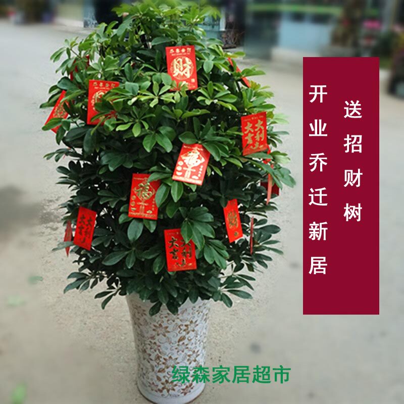 办公室室内大型客厅盆栽花卉招财树鸭脚木鸭掌木七叶莲观叶植物