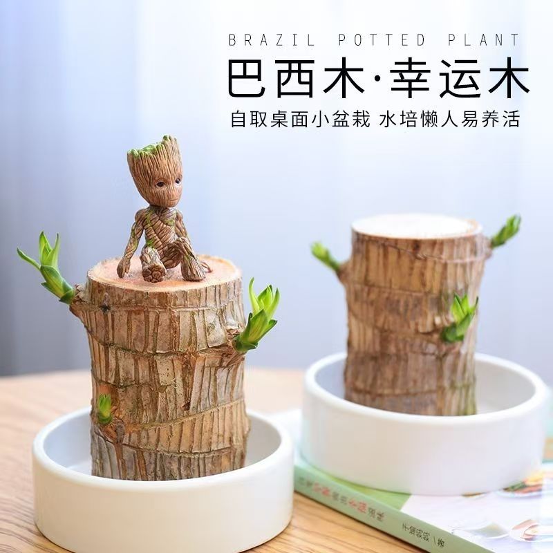 巴西木水养幸运开花巴旦格鲁特树造型盆景