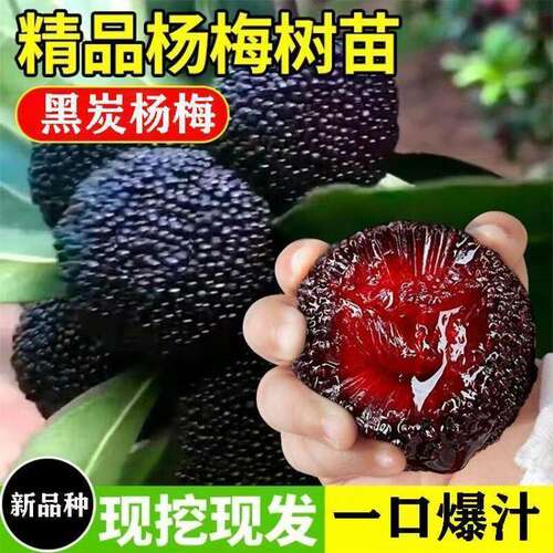 正宗嫁接杨梅树苗仙居东魁黑炭杨梅苗早熟杨梅苗带土南方北方种植
