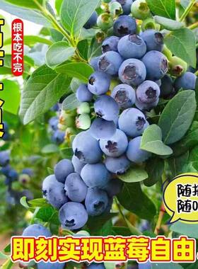蓝莓树果苗盆栽地栽南方北方种植带土庭院树苗当年结果蓝莓苗包邮