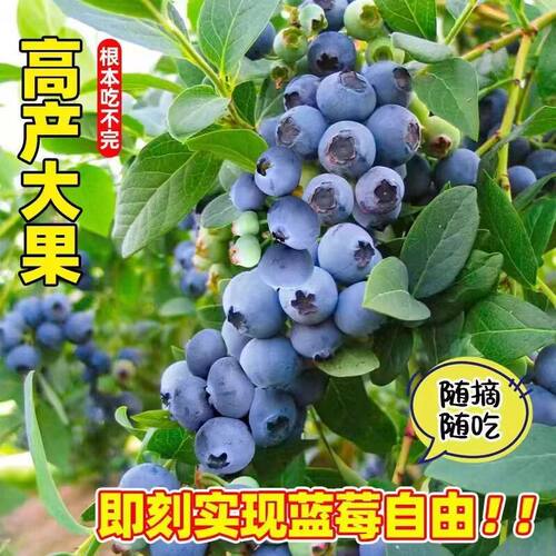 蓝莓树果苗盆栽地栽南方北方种植带土庭院树苗当年结果蓝莓苗包邮