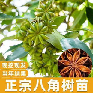 广西八角矮化高产嫁接正宗大红八角树大料大茴香八角果树