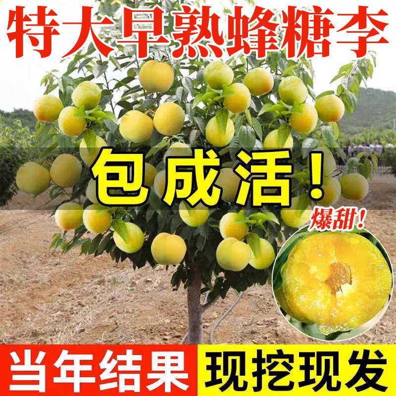 特大早熟蜂糖李子脱骨爆甜树苗南北方耐寒耐旱盆栽地地栽当年结果图片