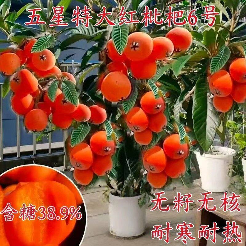 无籽红玉枇杷树苗新品种特大无核耐寒盆栽地栽南北方种植当年结果图片