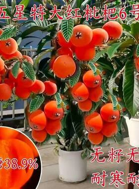 无籽红玉枇杷树苗新品种特大无核耐寒盆栽地栽南北方种植当年结果