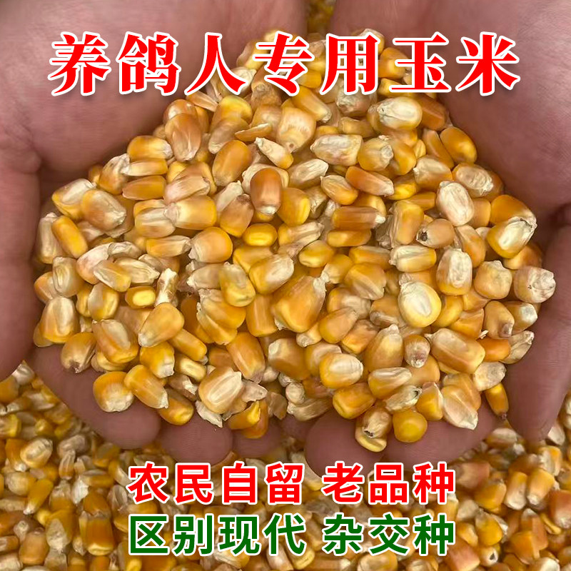 传统农家玉米粒喂鸽子专用