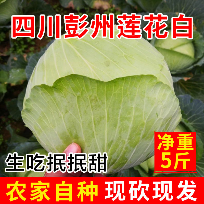 四川新鲜莲花白薄皮卷心菜老品种包菜农家自种时令蔬菜现砍甘蓝菜