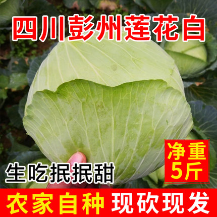 四川新鲜莲花白薄皮卷心菜老品种包菜农家自种时令蔬菜现砍甘蓝菜