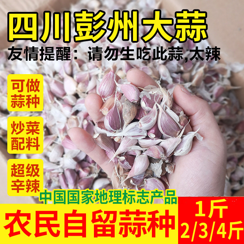 四川大蒜种子2026年新鲜大蒜紫皮干大蒜瓣农家土蒜长蒜苔专用蒜种