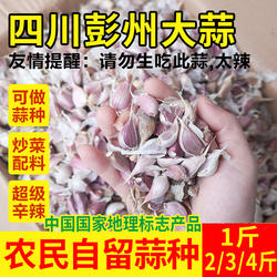 四川彭州大蒜种子2025年新鲜紫皮红皮蒜瓣种子农家种植蒜头干蒜仔