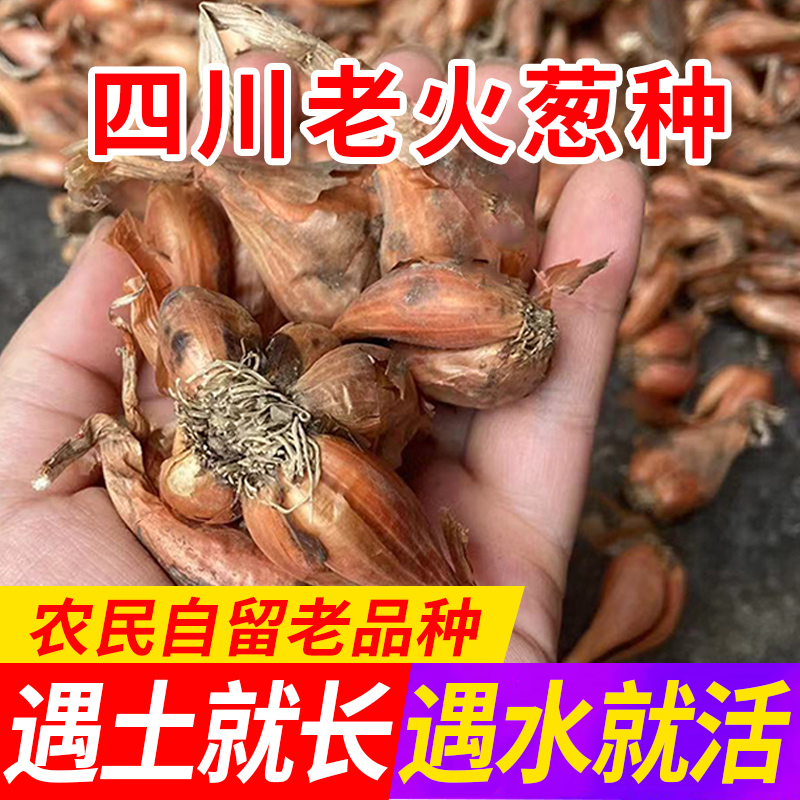 四川老品种火葱头种小香葱