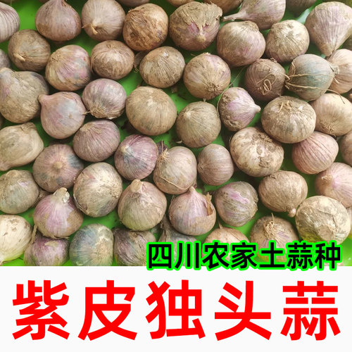 四川彭州紫皮独头蒜农家新鲜大蒜