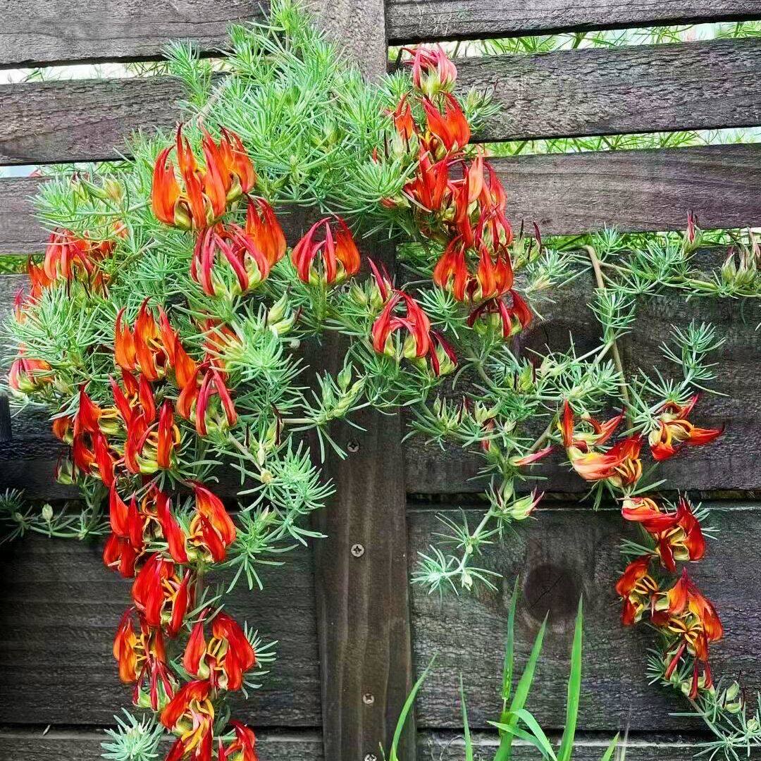 春方园艺鹦鹉嘴百脉根 常绿观花观叶多年生耐热爆花盆栽花苗植物