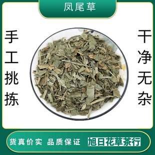 凤尾草中药材新货 凤尾草叶中草药鸡脚草金鸡尾井边凤尾五指草