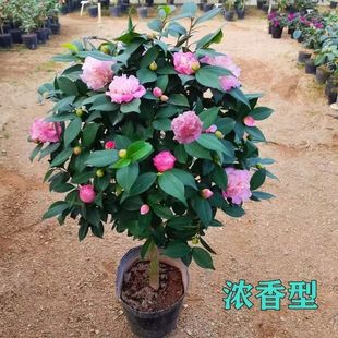 浓香型香妃茶树大树大型茶花树四季 高90厘米左右 常青庭院