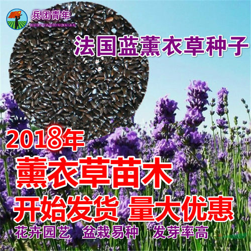 包邮阳台易种易种阳台薰衣薰衣草