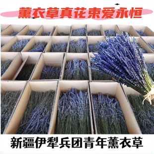 薰衣草干花束客厅家居装饰天然风干花束真花香薰网红插花女友礼物
