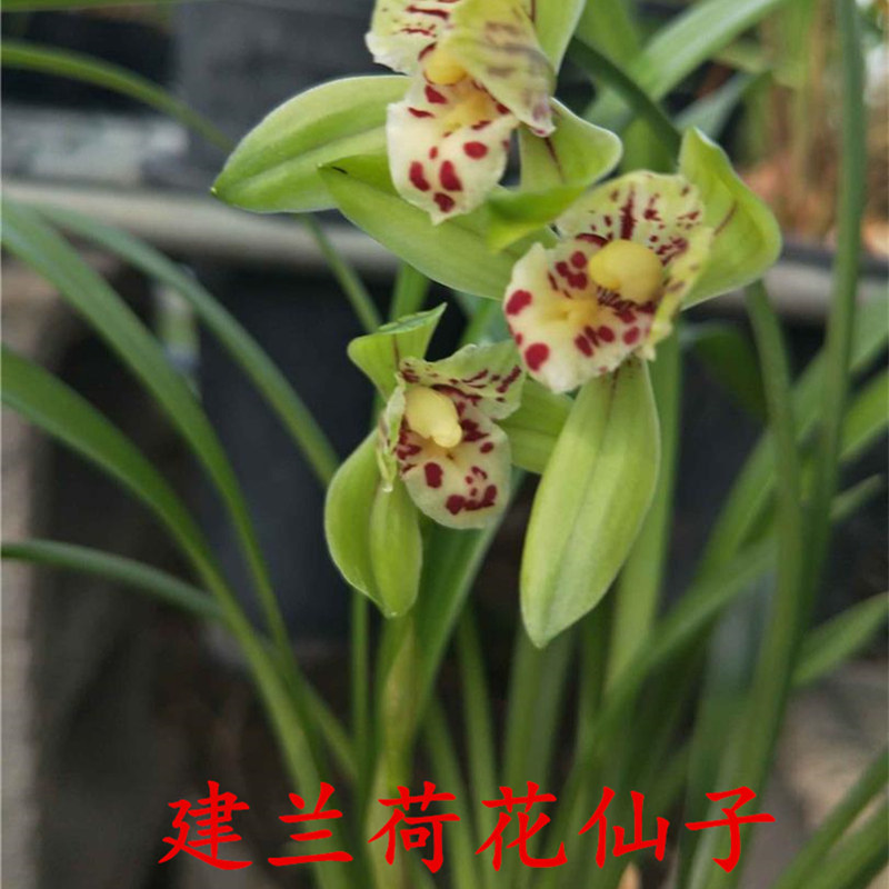 兰花苗建兰四季兰 荷花仙子 浓香室内阳台客厅花卉盆栽