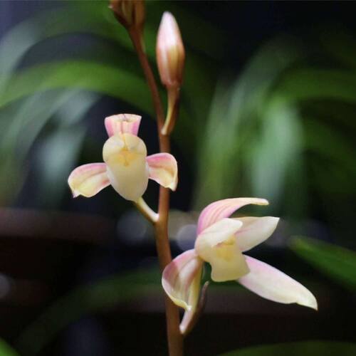 名贵兰花苗建兰四季兰峨眉霞光浓香好养兰花室内阳台客厅