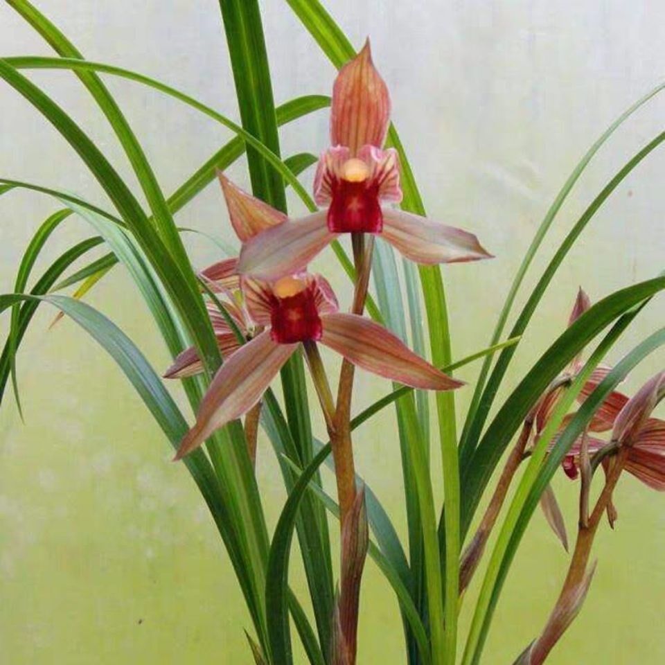 包邮兰花苗阳台花卉绿植浓香盆栽春剑柳枫红素漏风漏雨自然种植