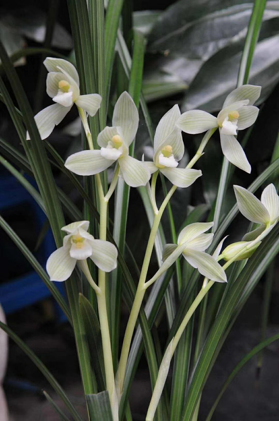 兰花苗 莲瓣兰名品【雪人】自然老种浓香阳台绿植花卉盆栽包邮