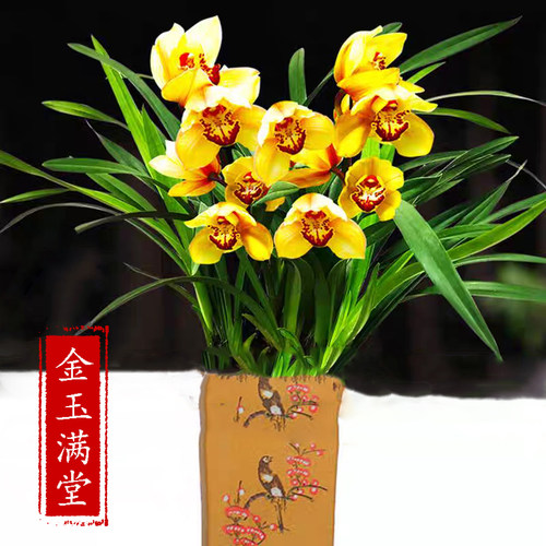 兰花苗杂交兰 金玉满堂 浓香款阳台室内 花卉客厅好养绿植盆栽