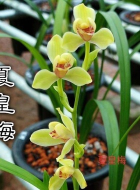 名贵兰花苗建兰四季兰夏皇梅浓香好养兰花室内阳台客厅
