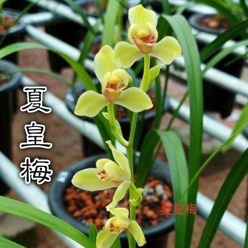 名贵兰花苗建兰四季兰夏皇梅浓香好养兰花室内阳台客厅