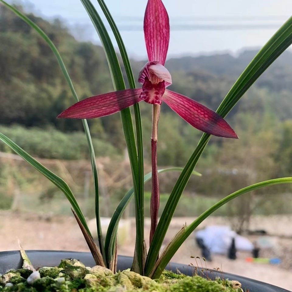 春兰名品兰花苗红塔宝石不带花苞大红花室内阳台绿植老种兰花盆栽