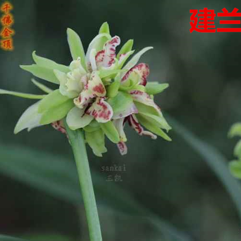 兰花苗建兰四季兰 千佛金顶 浓香正品室内阳台客厅花卉盆栽