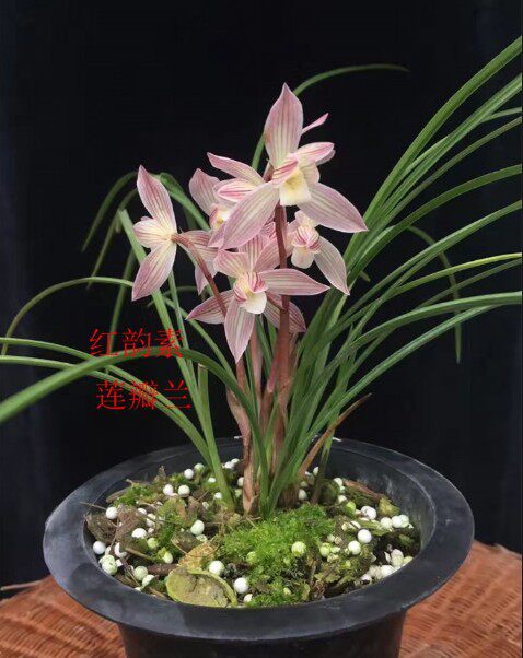 兰花 莲瓣兰【红韵素】云南品种浓香花卉绿植盆景