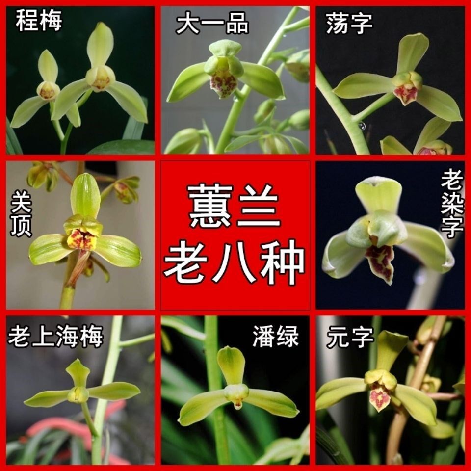 蕙兰老八种兰花大一品程梅元字荡字关顶老上海老染字潘绿