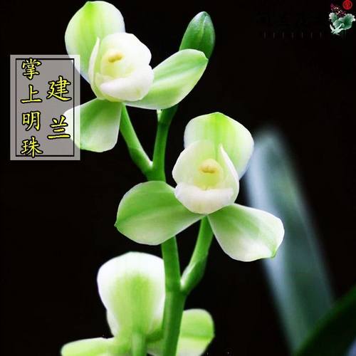 名贵兰花苗建兰四季兰掌上明珠浓香好养兰花室内阳台客厅