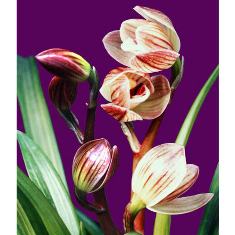 兰花苗阳台花卉绿植盆栽莲瓣兰药草丹荷鼎漏风漏雨自然种植